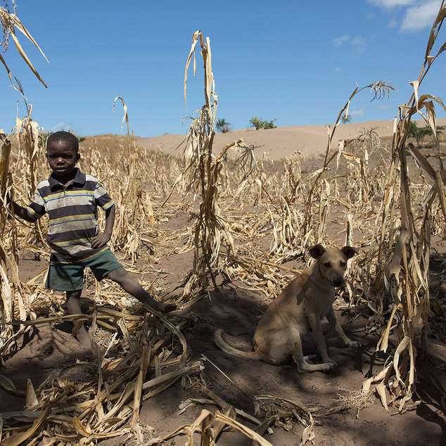 Ein Junge steht in einem verdorrten Maisfeld; neben ihm ein Hund.