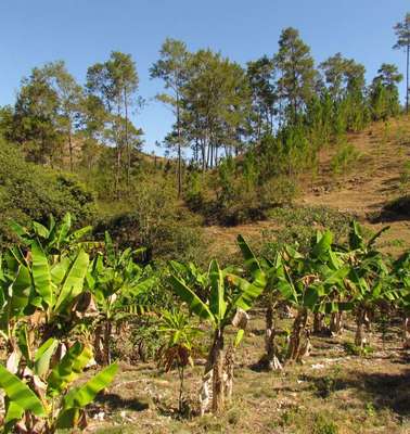 Haiti Hilfsprojekte: Aufforstung des Regenwalds in Haiti