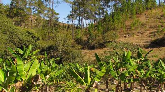 Haiti Hilfsprojekte: Aufforstung des Regenwalds in Haiti