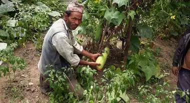 Nachhaltiger Garten: Ein Mann kniet im Gewächshaus und hält eine Zucchini in der Hand.