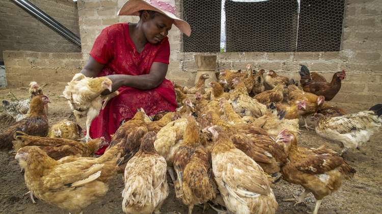 Frau füttert ihre Hühner