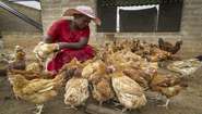 Frau füttert ihre Hühner