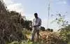 Der 22-jährige Hajj Thomson hält eine vertrocknete Maispflanze in die Höhe in der Nähe von Salima, Malawi.